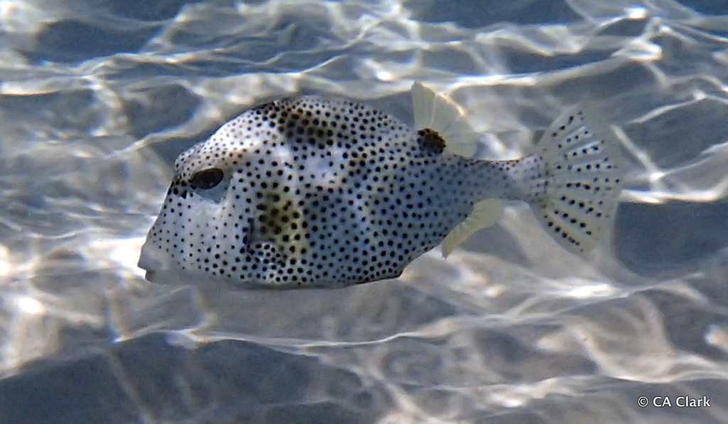  Lactophrys Marine Life Identification
