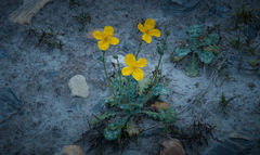 Dicranostigma lactucoides