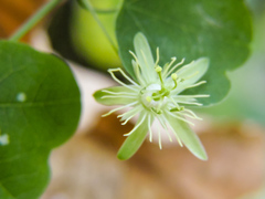 Passiflora filipes
