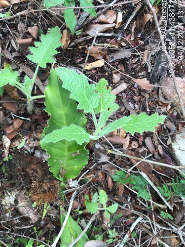 Aosa rupestris (Aosa rupestris)