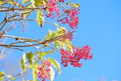 Sambucus kamtschatica