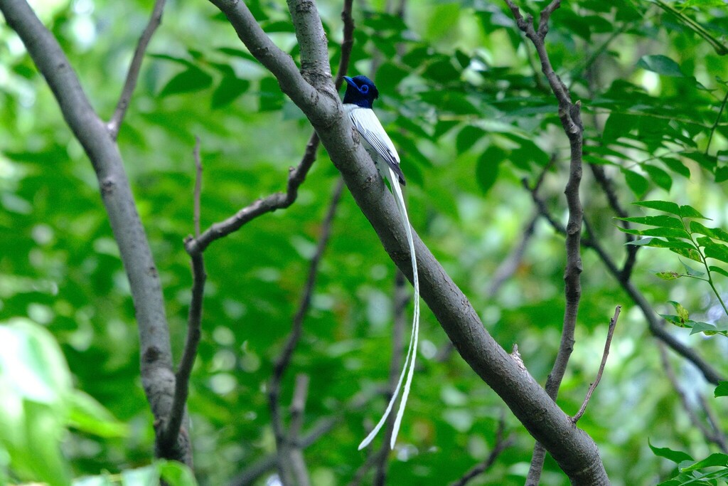 Amur Paradise-Flycatcher in May 2024 by 八重垣えりか · iNaturalist