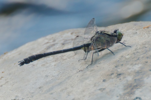 Mustached Clubtail photo 4