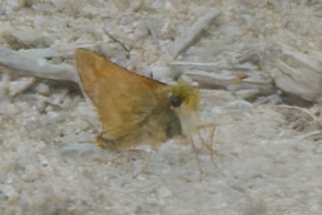 Indian Skipper photo 3
