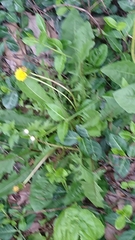 Taraxacum officinale