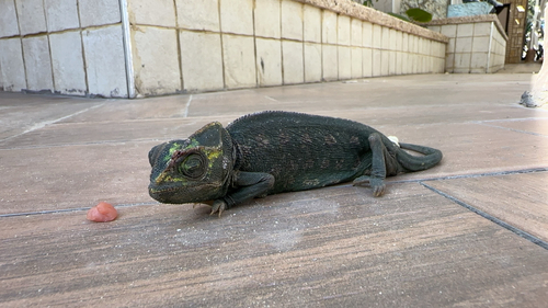 Common Chameleon, Khan Yunis, PS-GZ, PS, photo 10 of 10
