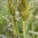 Common Awl-fruited Sedge - Photo (c) Kathleen Sayce, some rights reserved (CC BY-NC), uploaded by Kathleen Sayce