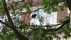 Sturnus vulgaris