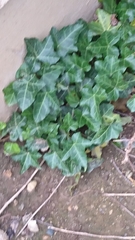 Hedera helix