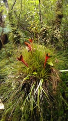 Tillandsia punctulata