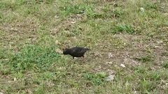 Sturnus vulgaris