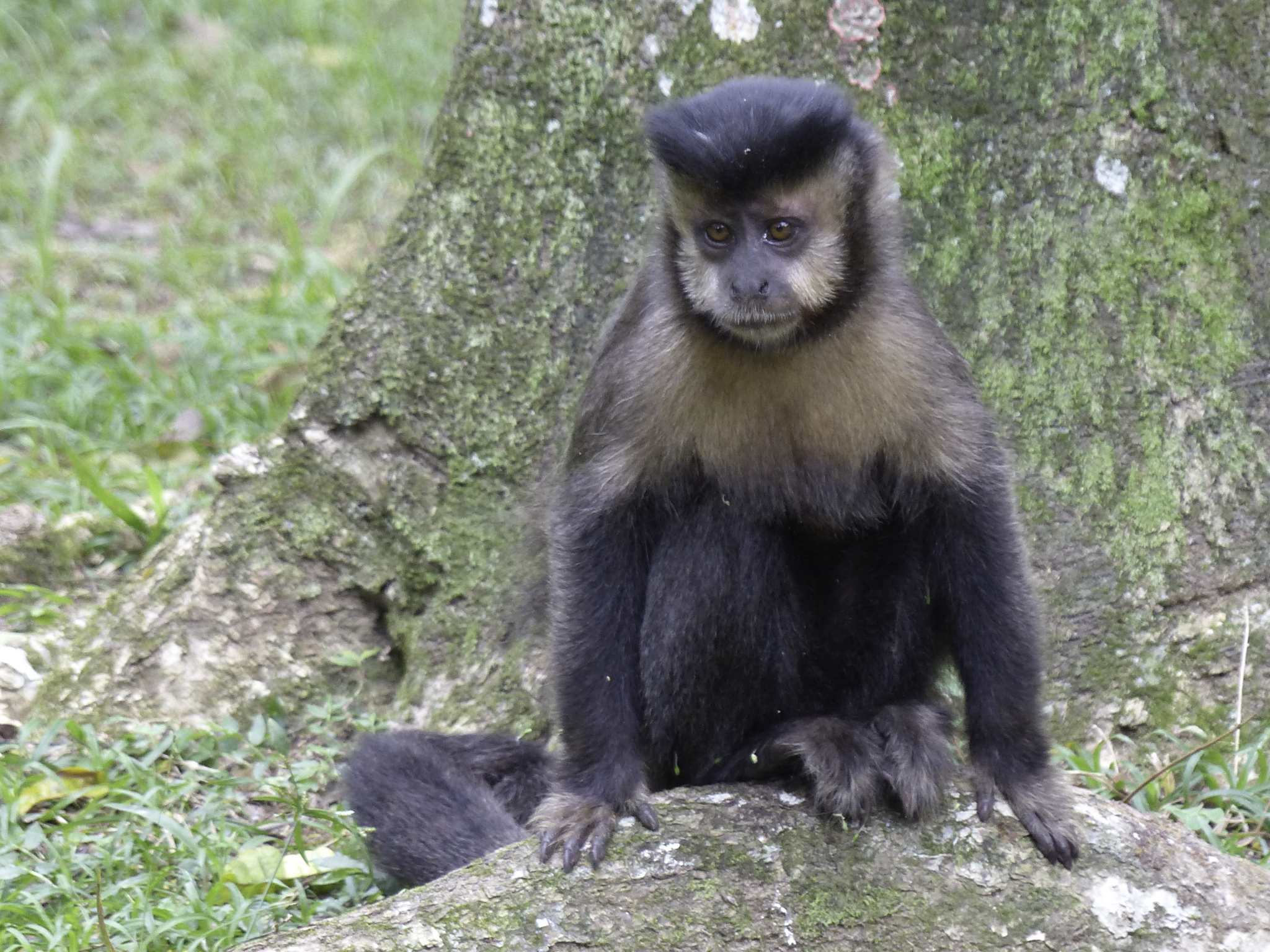 Macaco-prego-preto (Sapajus nigritus) · BioDiversity4All