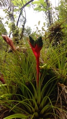 Tillandsia punctulata