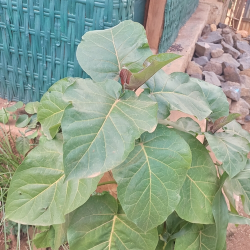 tamarillo