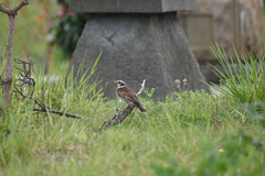 Turdus eunomus