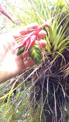 Tillandsia punctulata