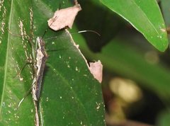 Marcius longirostris