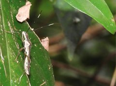 Marcius longirostris