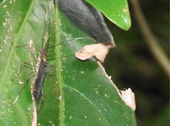 Marcius longirostris