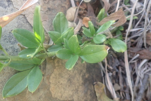 Jasminum quinatum (Jasminum quinatum)