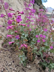 Penstemon clevelandii connatus