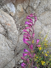 Penstemon clevelandii connatus