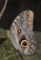 Caligo illioneus