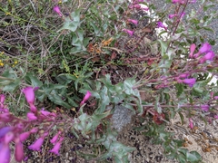 Penstemon clevelandii connatus