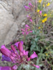 Penstemon clevelandii connatus