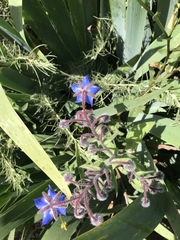 Borago