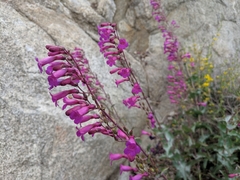 Penstemon clevelandii connatus