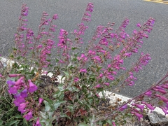 Penstemon clevelandii connatus