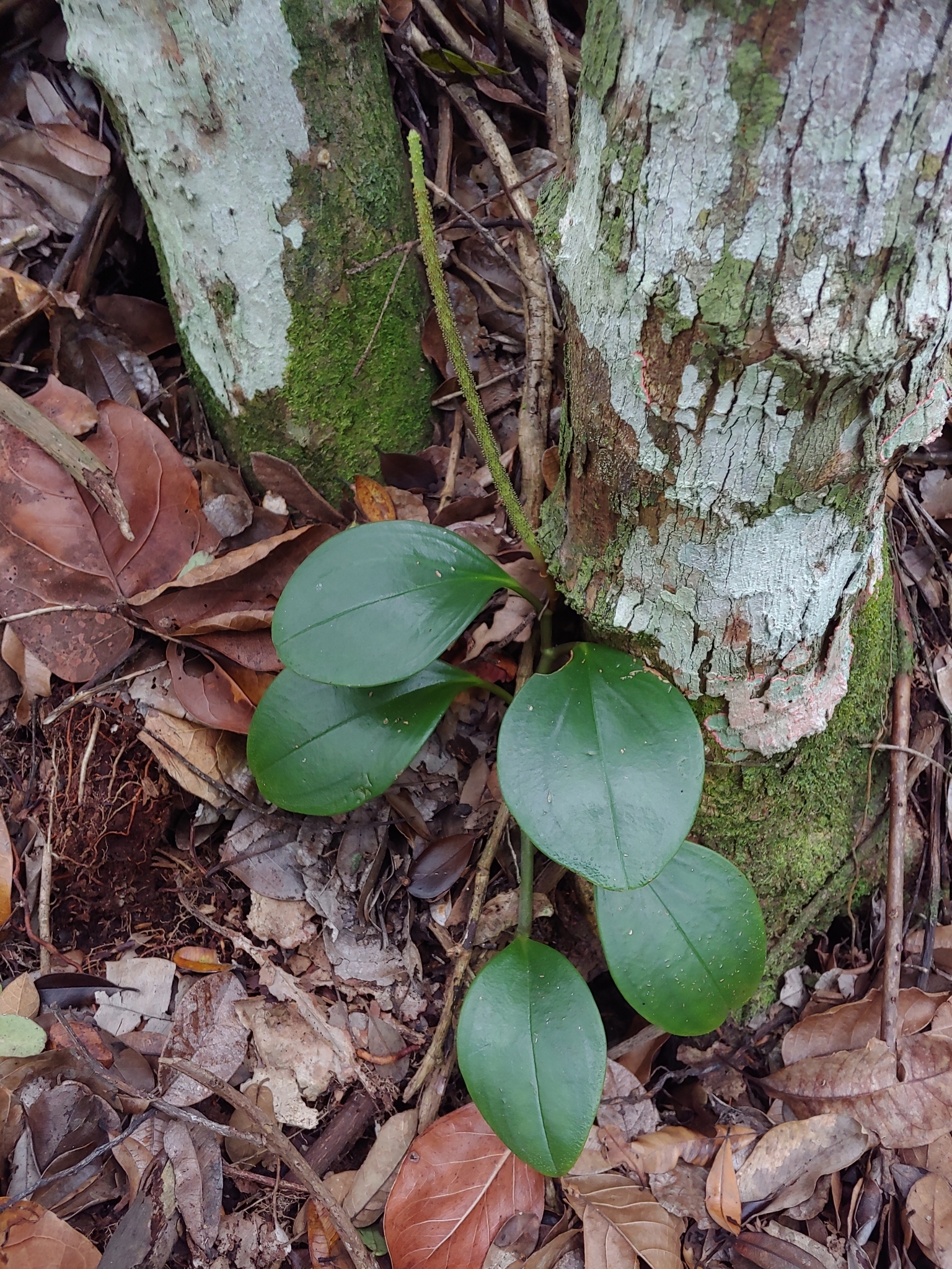 Imagem de Peperomia limão