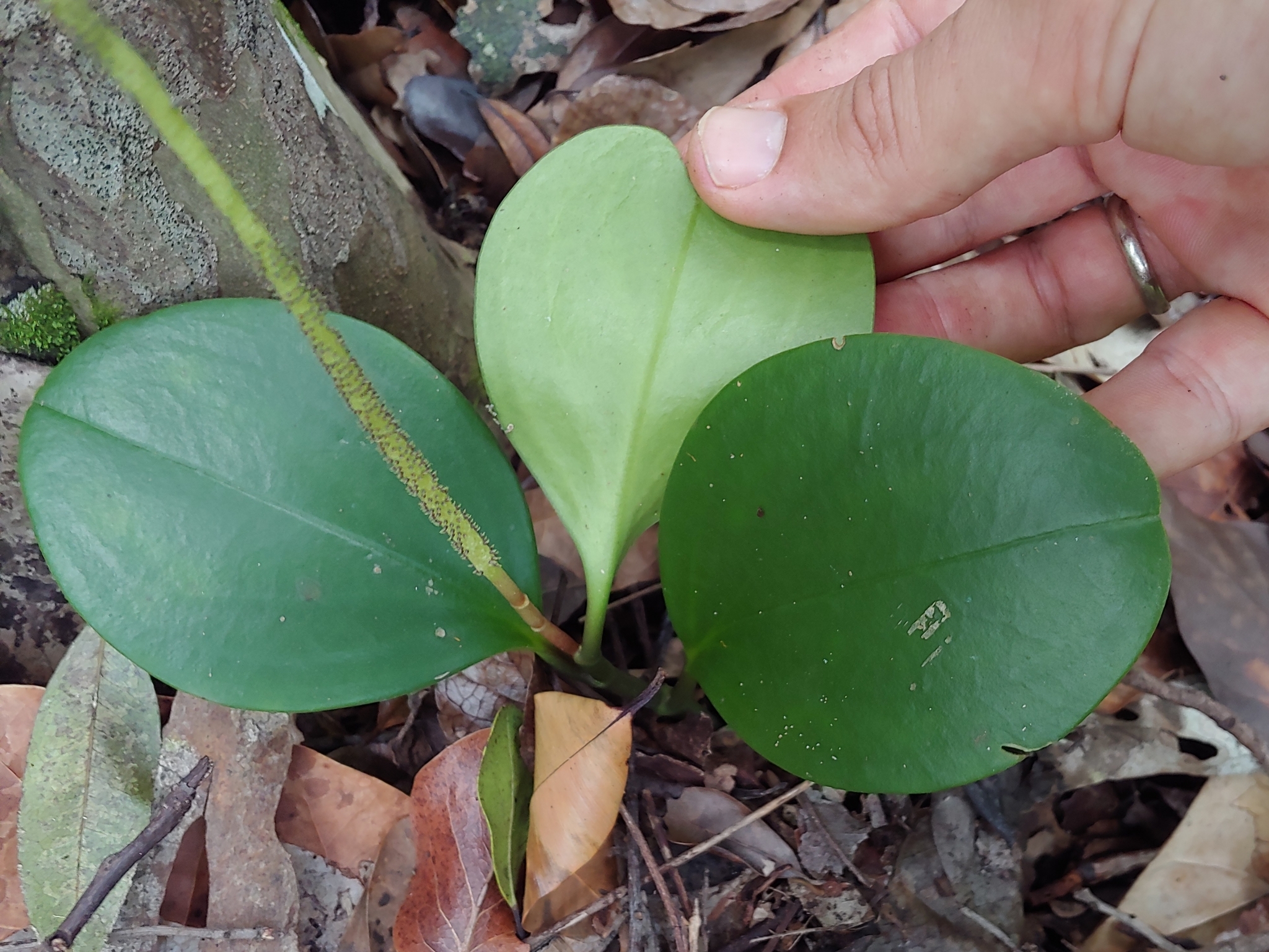 Imagem de Peperomia limão
