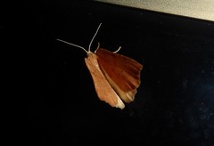 Sestra humeraria