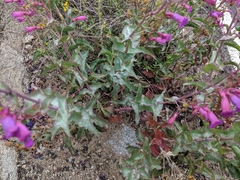 Penstemon clevelandii connatus