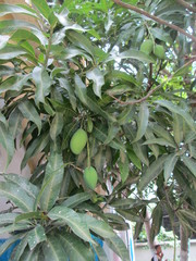 Mangifera indica