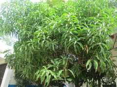 Mangifera indica