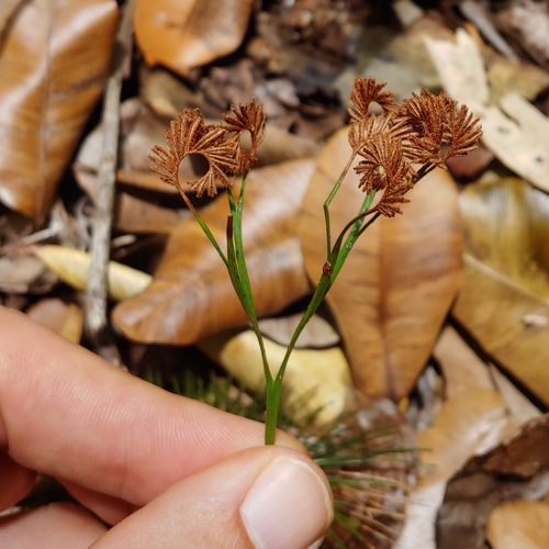 Epiphytic curlygrass fern (Schizaea poeppigiana)