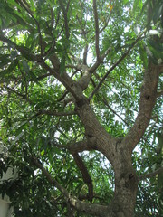 Mangifera indica