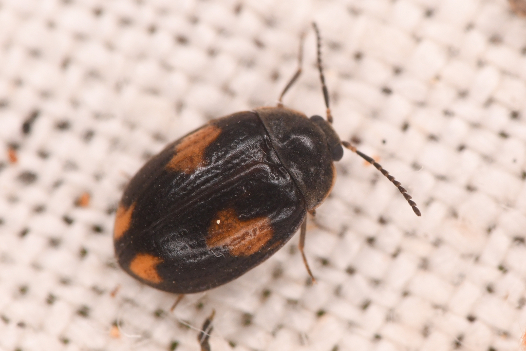 Acneus quadrimaculatus