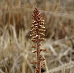 Sarcoglottis schaffneri