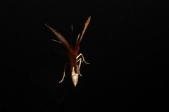 Sestra humeraria
