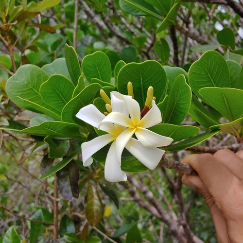 Plumeria krugii (Plumeria krugii)