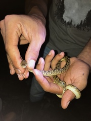 Leptodeira ashmeadii