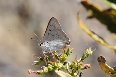 Tharsalea xanthoides