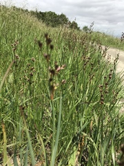 Juncus xiphioides