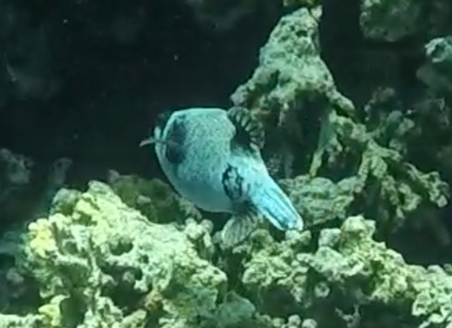 Masked Puffer — seen at this dive site