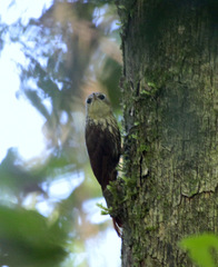 Lepidocolaptes falcinellus