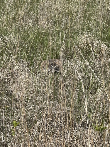 American Badger photographed in Minnesota